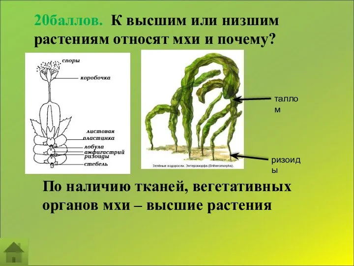 20баллов. К высшим или низшим растениям относят мхи и почему? По