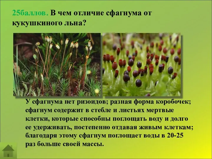 25баллов. В чем отличие сфагнума от кукушкиного льна? У сфагнума нет