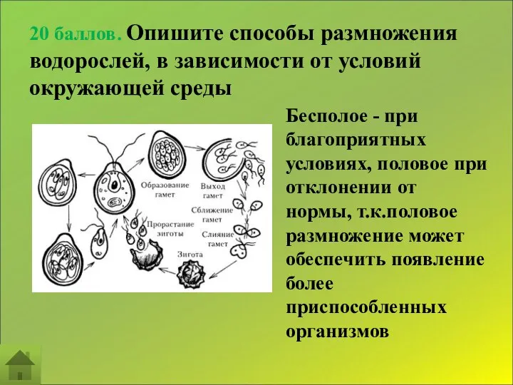 20 баллов. Опишите способы размножения водорослей, в зависимости от условий окружающей