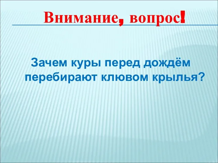 Зачем куры перед дождём перебирают клювом крылья? Внимание, вопрос!