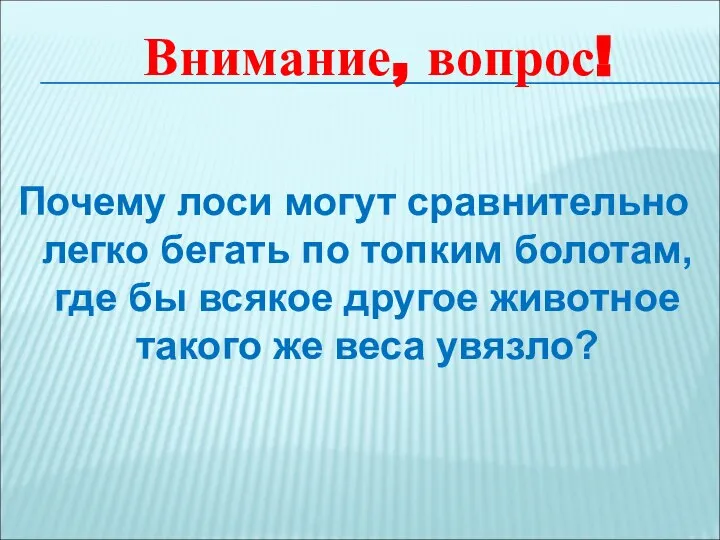 Почему лоси могут сравнительно легко бегать по топким болотам, где бы