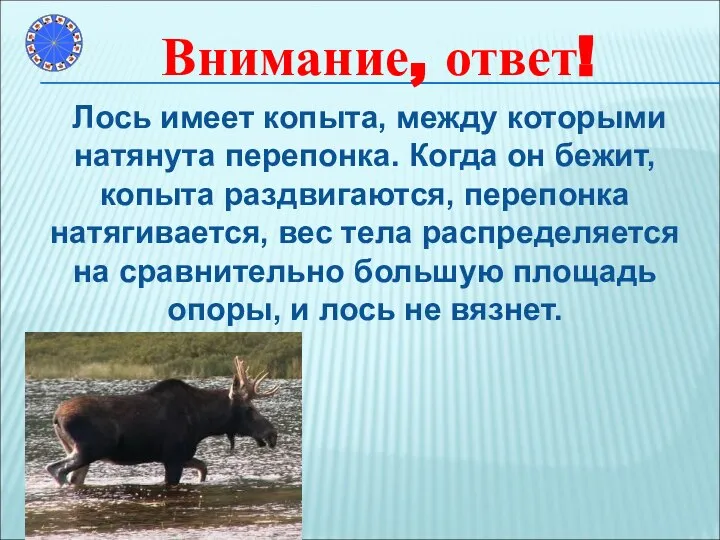 Лось имеет копыта, между которыми натянута перепонка. Когда он бежит, копыта