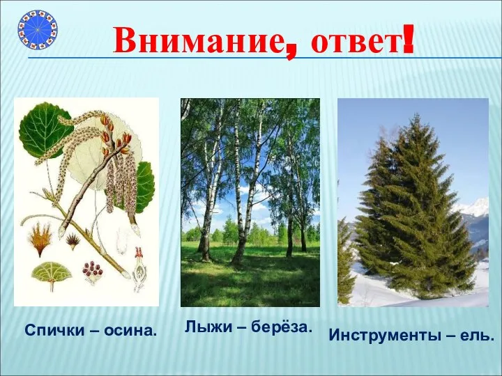 Спички – осина. Лыжи – берёза. Инструменты – ель. Внимание, ответ!