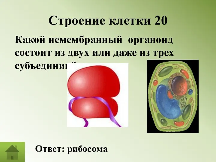 Строение клетки 20 Какой немембранный органоид состоит из двух или даже из трех субъединиц? Ответ: рибосома