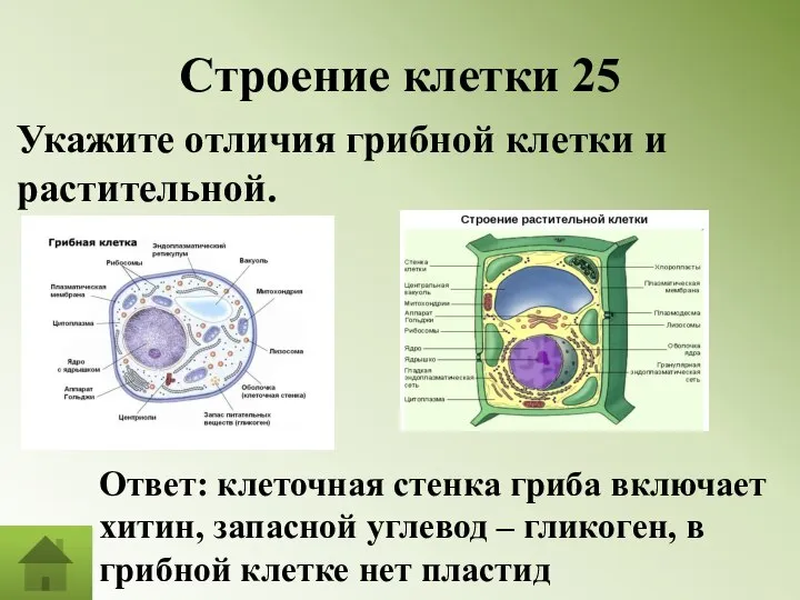 Строение клетки 25 Укажите отличия грибной клетки и растительной. Ответ: клеточная