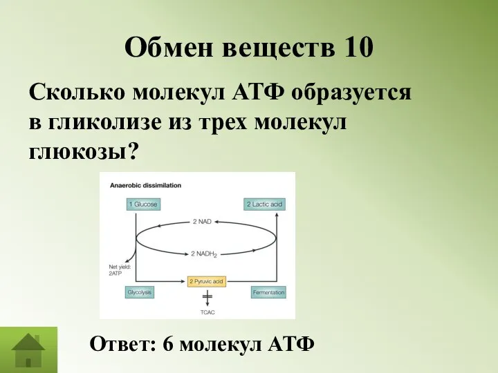 Обмен веществ 10 Сколько молекул АТФ образуется в гликолизе из трех