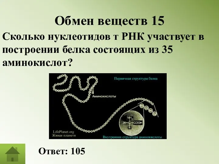 Обмен веществ 15 Сколько нуклеотидов т РНК участвует в построении белка