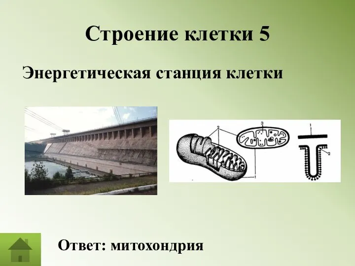 Строение клетки 5 Энергетическая станция клетки Ответ: митохондрия