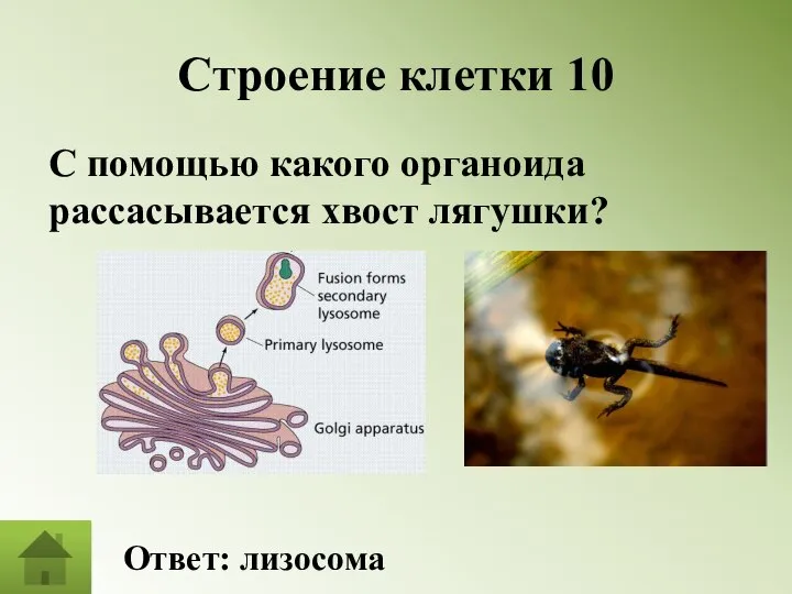 Строение клетки 10 С помощью какого органоида рассасывается хвост лягушки? Ответ: лизосома