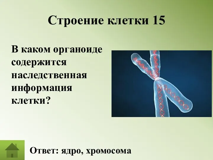 Строение клетки 15 В каком органоиде содержится наследственная информация клетки? Ответ: ядро, хромосома