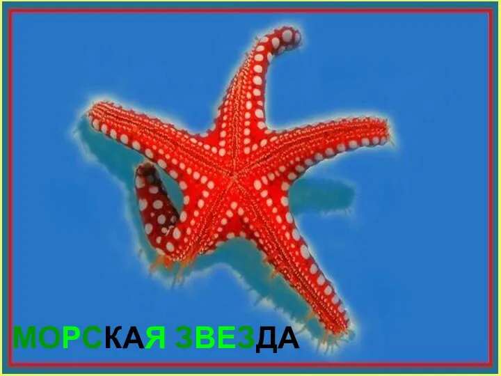 МОРСКАЯ ЗВЕЗДА