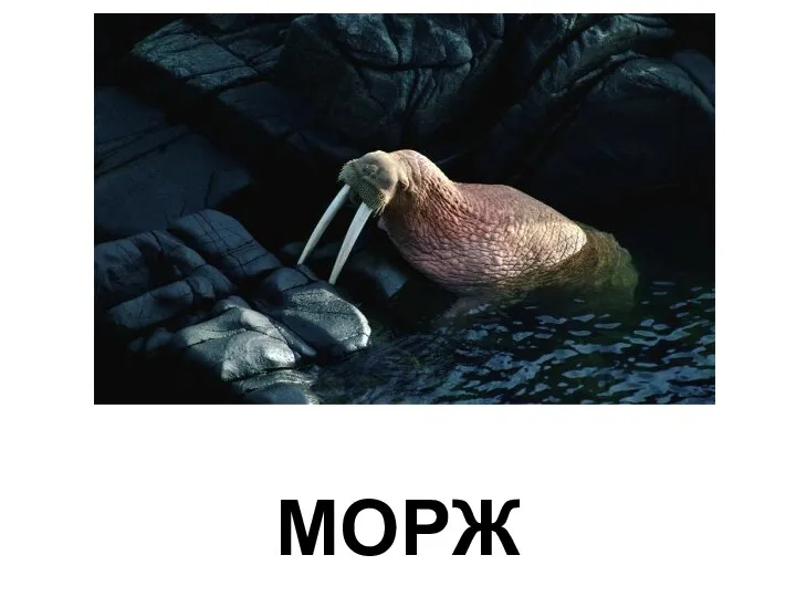 МОРЖ