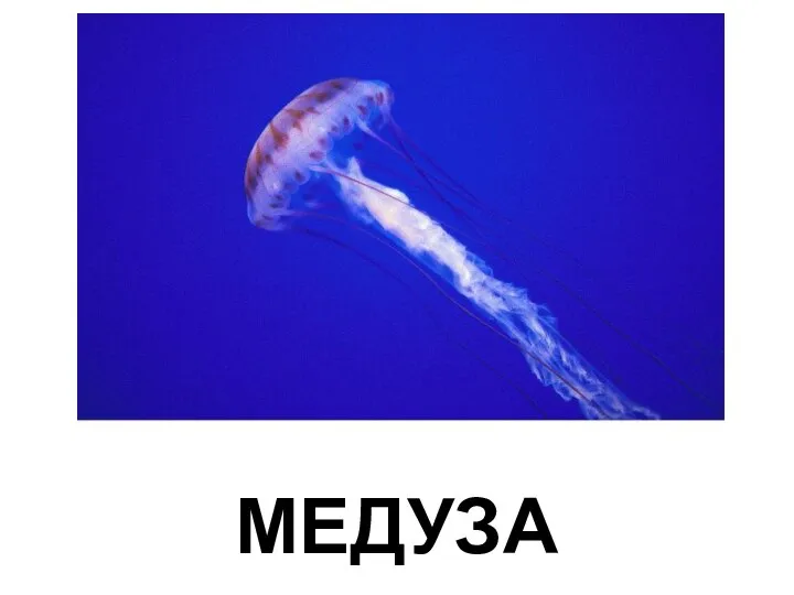 МЕДУЗА