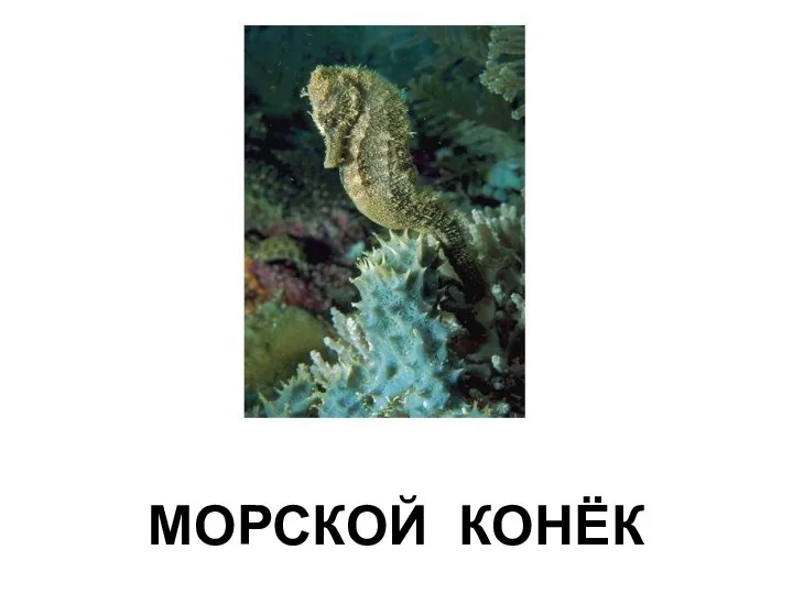 МОРСКОЙ КОНЁК