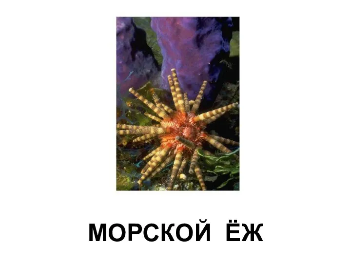 МОРСКОЙ ЁЖ