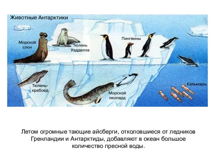 Летом огромные тающие айсберги, отколовшиеся от ледников Гренландии и Антарктиды, добавляют