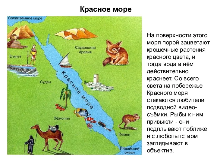 Красное море На поверхности этого моря порой зацветают крошечные растения красного