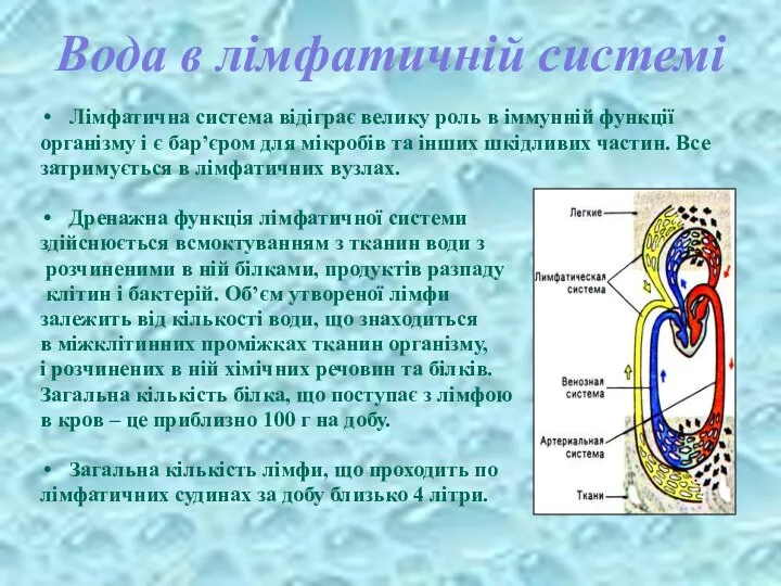 Вода в лімфатичній системі Лімфатична система відіграє велику роль в іммунній