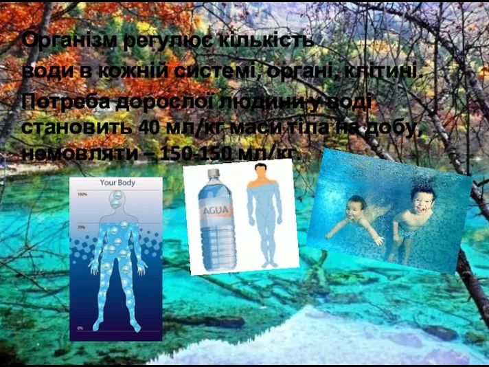 Організм регулює кількість води в кожній системі, органі, клітині. Потреба дорослої