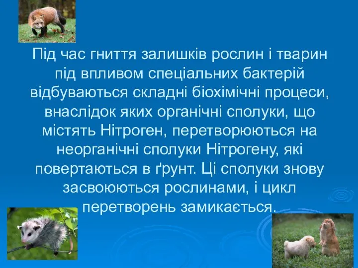 Під час гниття залишків рослин і тварин під впливом спеціальних бактерій