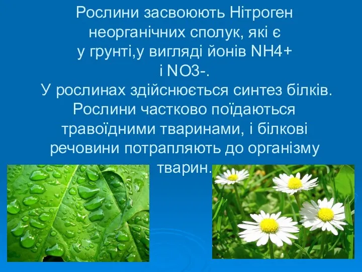 Рослини засвоюють Нітроген неорганічних сполук, які є у грунті,у вигляді йонів