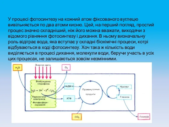 У процесі фотосинтезу на кожний атом фіксованого вуглецю вивільняється по два