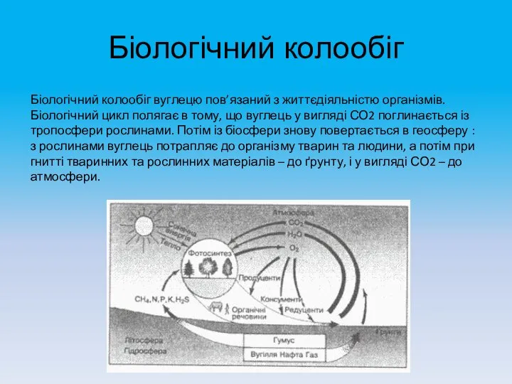 Біологічний колообіг Біологічний колообіг вуглецю пов’язаний з життєдіяльністю організмів. Біологічний цикл