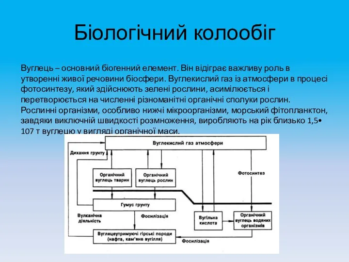 Біологічний колообіг Вуглець – основний біогенний елемент. Він відіграє важливу роль