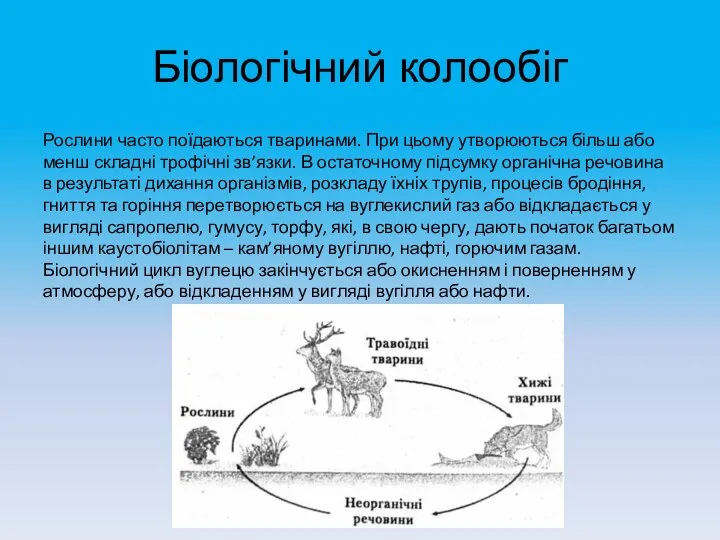 Біологічний колообіг Рослини часто поїдаються тваринами. При цьому утворюються більш або