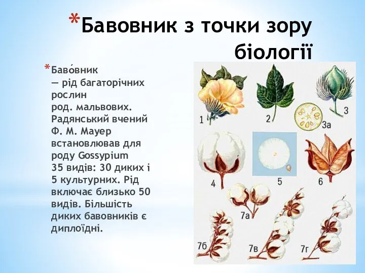 Бавовник з точки зору біології Баво́вник — рід багаторічних рослин род.