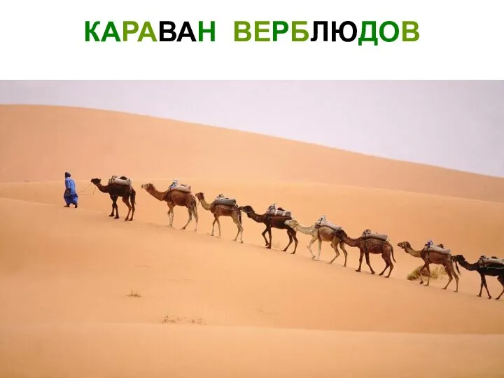 КАРАВАН ВЕРБЛЮДОВ