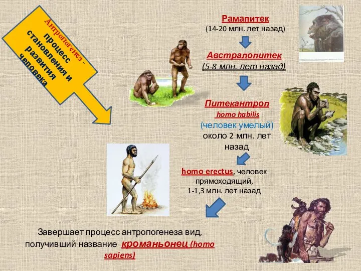 Антропогенез - процесс становления и развития человека Рамапитек (14-20 млн. лет