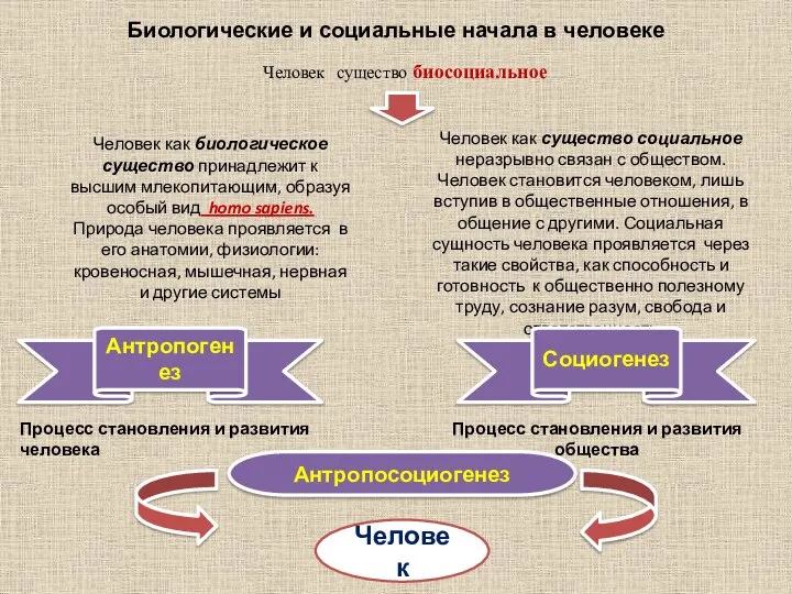 Биологические и социальные начала в человеке Человек существо биосоциальное Человек как