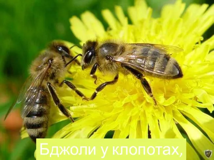 Бджоли у клопотах,