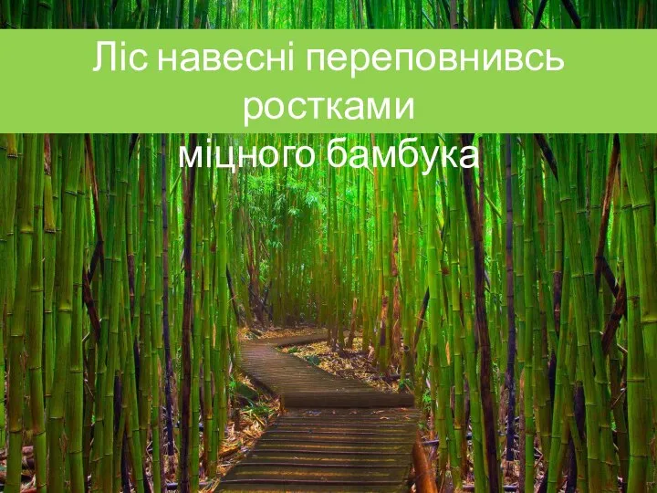 Ліс навесні переповнивсь ростками міцного бамбука