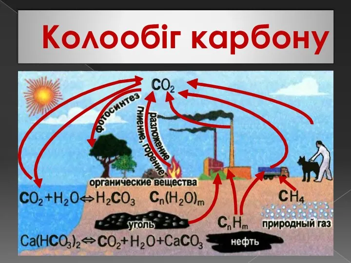 Колообіг карбону