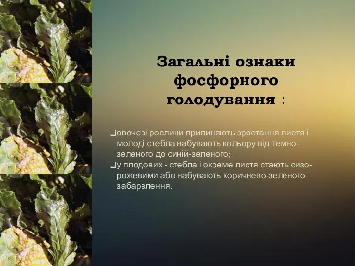 Загальні ознаки фосфорного голодування : овочеві рослини припиняють зростання листя і