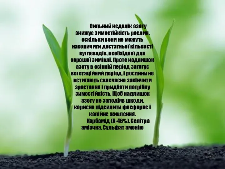 Сильний недолік азоту знижує зимостійкість рослин, оскільки вони не можуть накопичити