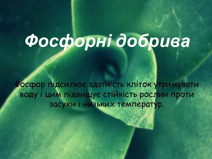 Фосфорні добрива Фосфор підсилює здатність кліток утримувати воду і цим підвищує