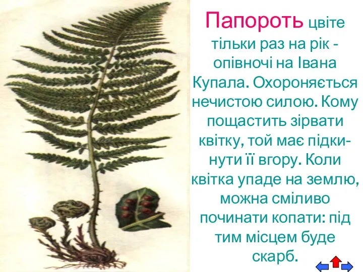 Папороть цвіте тільки раз на рік - опівночі на Івана Купала.