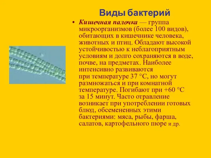 Виды бактерий Кишечная палочка — группа микроорганизмов (более 100 видов), обитающих