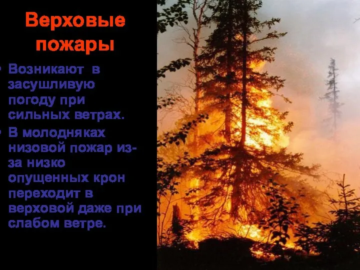 Верховые пожары Возникают в засушливую погоду при сильных ветрах. В молодняках