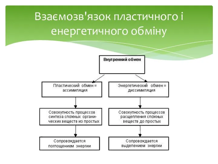 Взаємозв'язок пластичного і енергетичного обміну