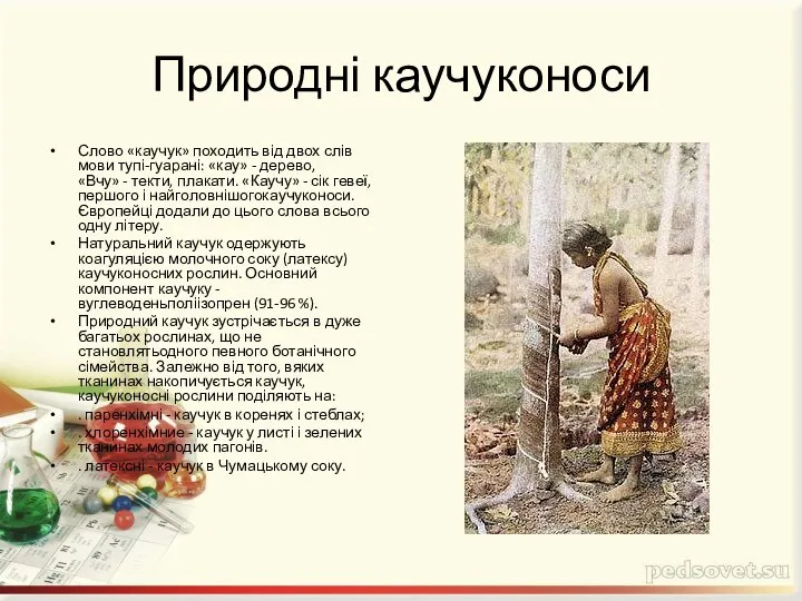 Природні каучуконоси Слово «каучук» походить від двох слів мови тупі-гуарані: «кау»