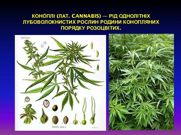 Коно́плі (лат. Cannabis) — рід однолітніх лубоволокнистих рослин родини конопляних порядку розоцвітих.