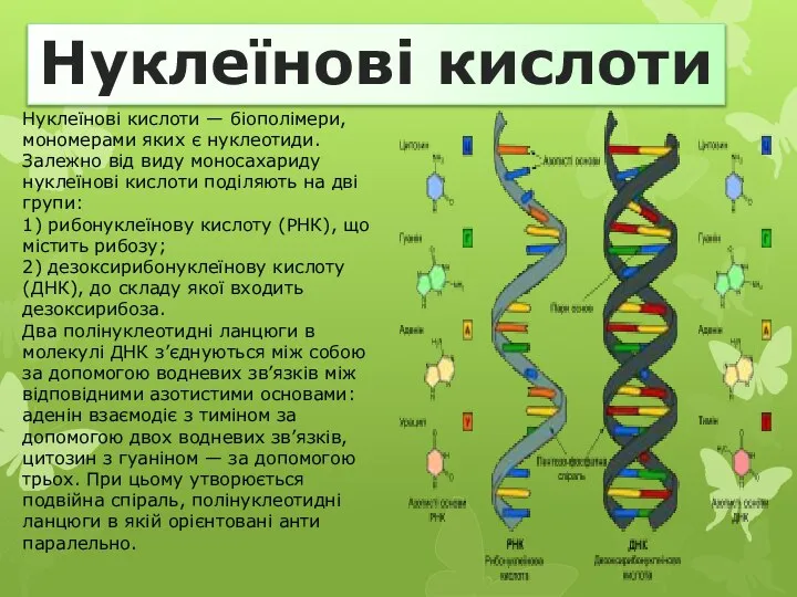 Нуклеїнові кислоти Нуклеїнові кислоти — біополімери, мономерами яких є нуклеотиди. Залежно