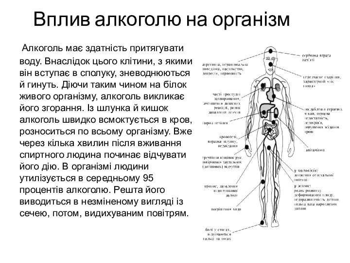 Вплив алкоголю на організм Алкоголь має здатність притягувати воду. Внаслідок цього