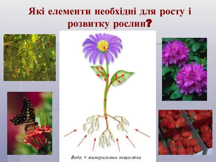Які елементи необхідні для росту і розвитку рослин?