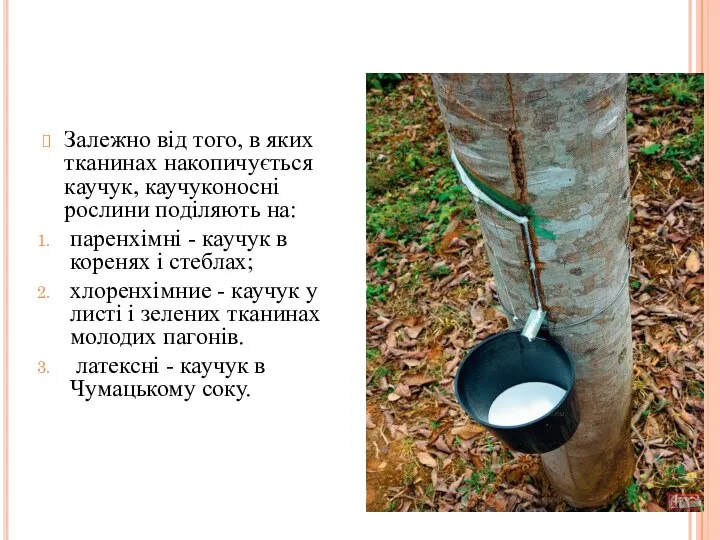 Залежно від того, в яких тканинах накопичується каучук, каучуконосні роcлини поділяють