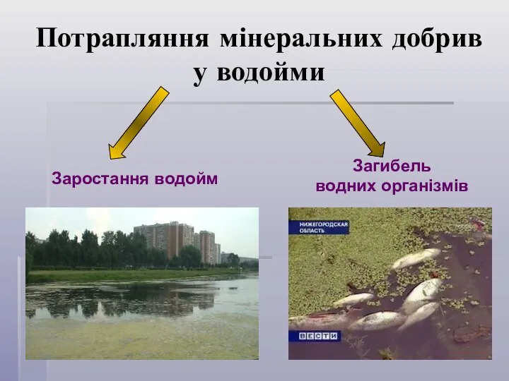 Потрапляння мінеральних добрив у водойми Заростання водойм Загибель водних організмів